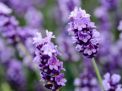 4 Cara Menyembuhkan Dengan Lavender