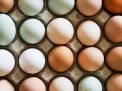 Pastured vs Omega-3 vs Telur Konvensional - Apa Perbedaannya?