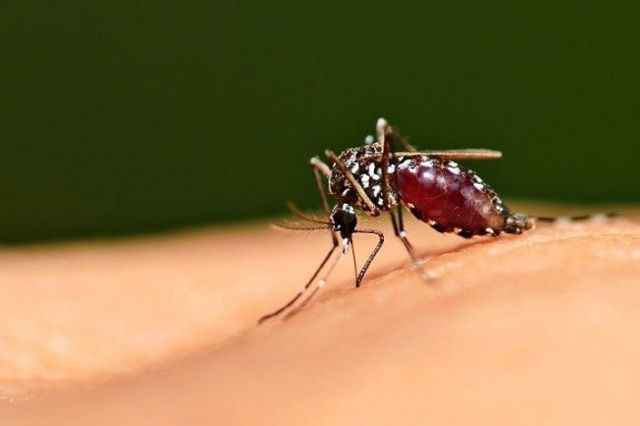 10 Solusi Alami yang Efisien untuk Malaria