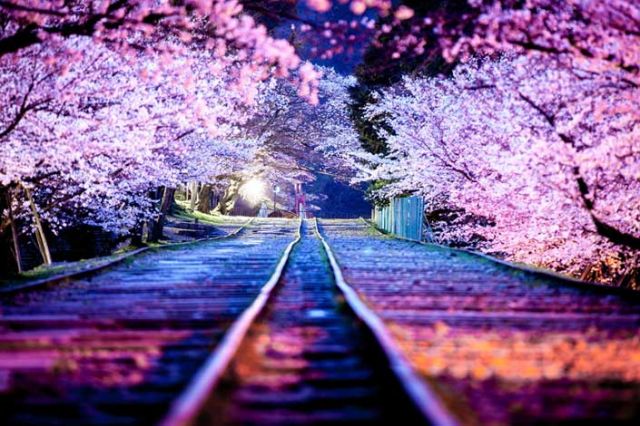 10 Tempat Terbaik untuk Melihat Bunga Sakura di Tokyo