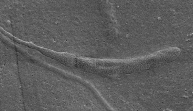 spermatozoa fosil berumur 50 juta tahun