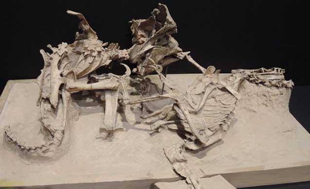 Velociraptor Dan Mangsanya Menjadi Fosil di Pertengahan Pertempuran